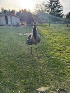 Profilbild