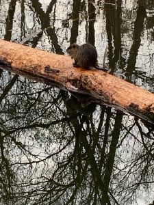 SachseAugustDerStarke