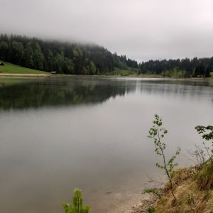 Ickewieder