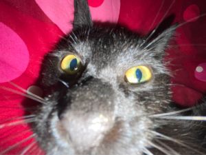 Profilbild