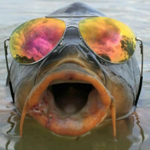 Profilbild