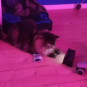 Profilbild