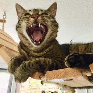 Profilbild