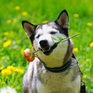 Profilbild