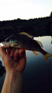 PerchHunter96
