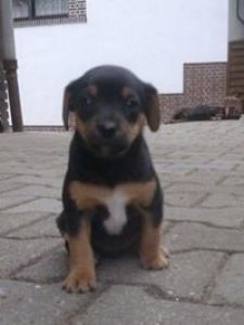 Andreas Trettenbacher