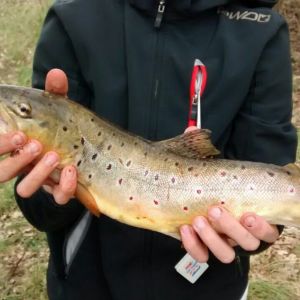 Vechteangler