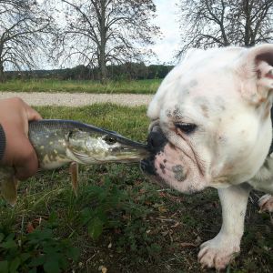 Alexbull