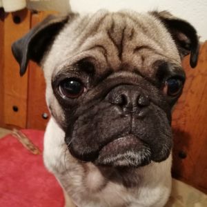 Profilbild