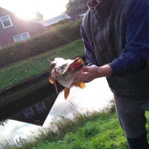 Ostfrieslands Angler