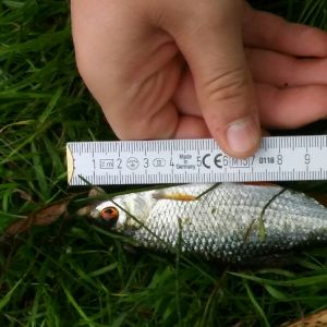 Angler400
