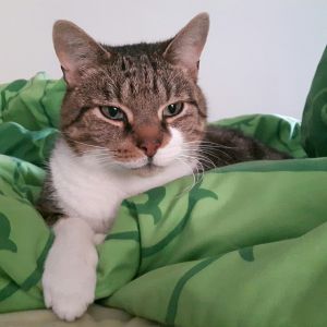 Profilbild