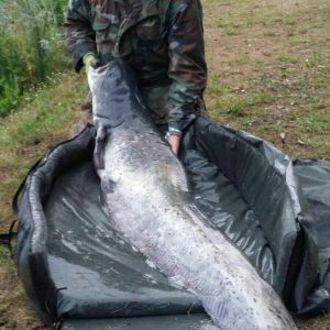 Wallerexperte