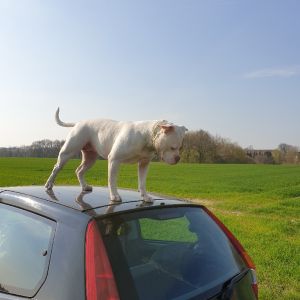 Profilbild