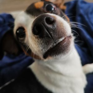 Profilbild