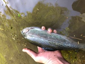 Ulrich_derhechtkönig