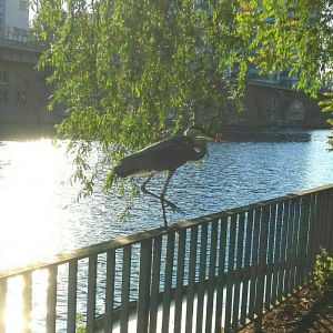 Profilbild