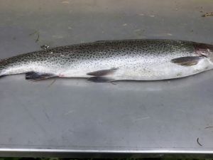 marianschiffer8@gmail.com