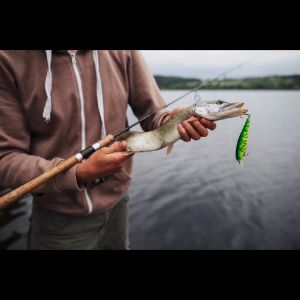 Goldenangler