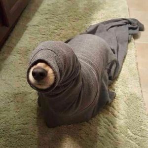 Profilbild
