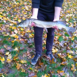 CarpcrewGWT