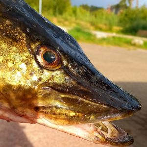 Profilbild