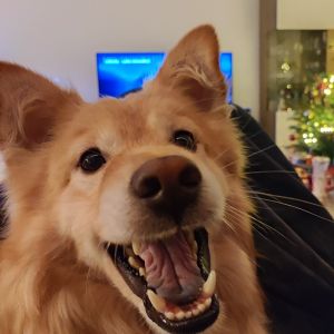 Profilbild
