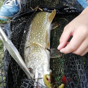 Fischen Ist Mein Hobby