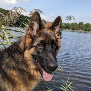 Profilbild