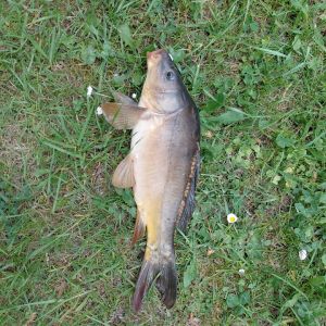 Profilbild
