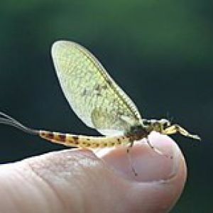 Flyhunter