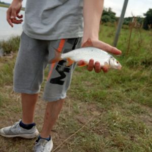 Grundelkönig AKA DER Echte