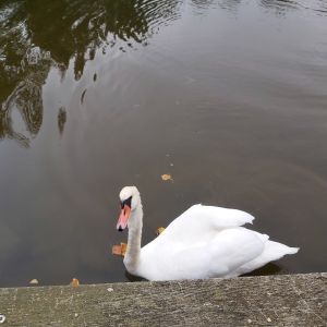 Profilbild