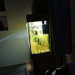 Profilbild
