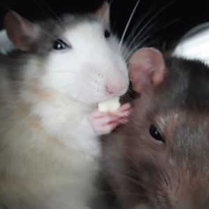 Profilbild