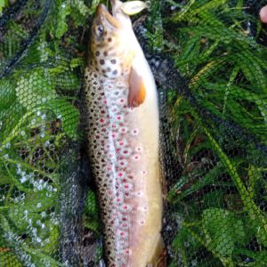 Ferdi der Angler