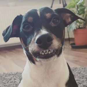 Profilbild