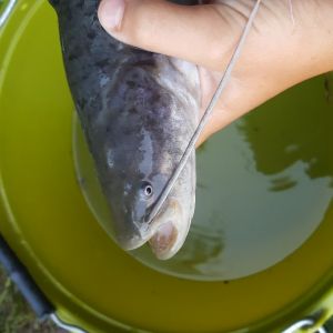 FischersMarco