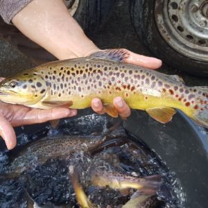 Alex Walter Thielmann