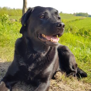 Profilbild