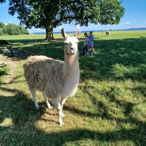 Profilbild