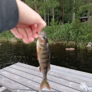 Profilbild