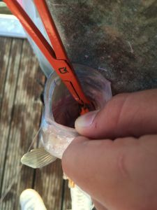 Zeck_Barsch_Hunter_Germany