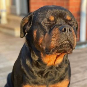 Profilbild