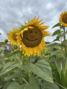 Profilbild