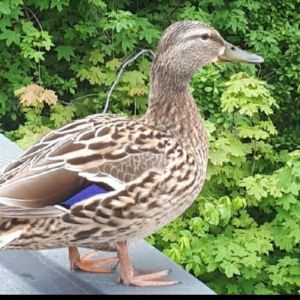 Profilbild