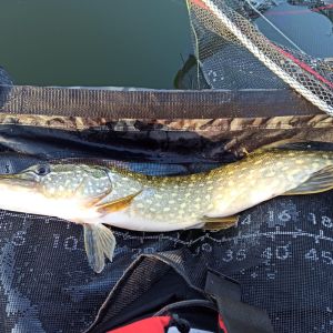 Petripose-der Angelkanal