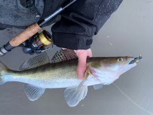 Niklas Bellick Ludwig