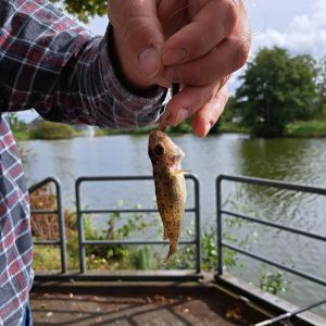 Profilbild