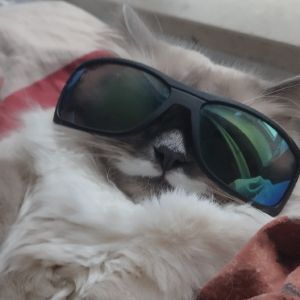 Profilbild